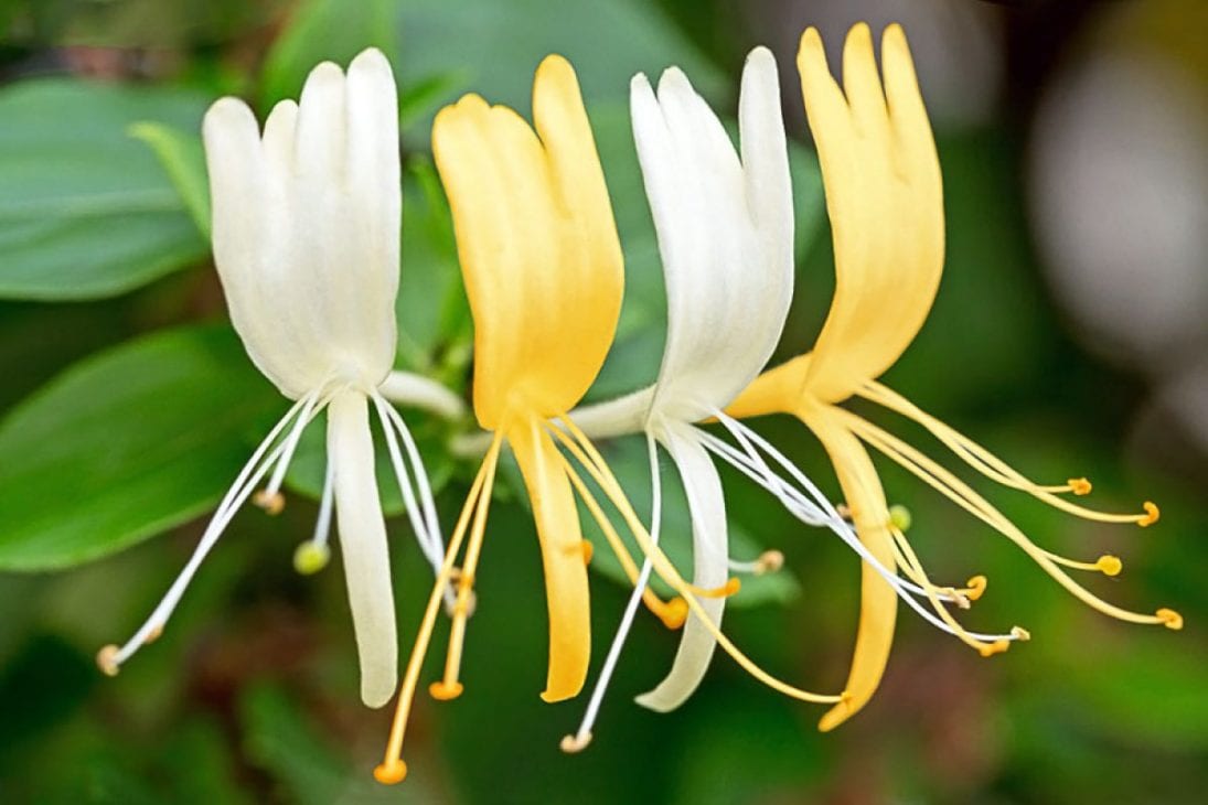 Doğum gününe göre hangi çiçek? 