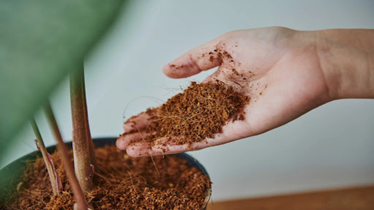 Bitkilerde toprak seçimi