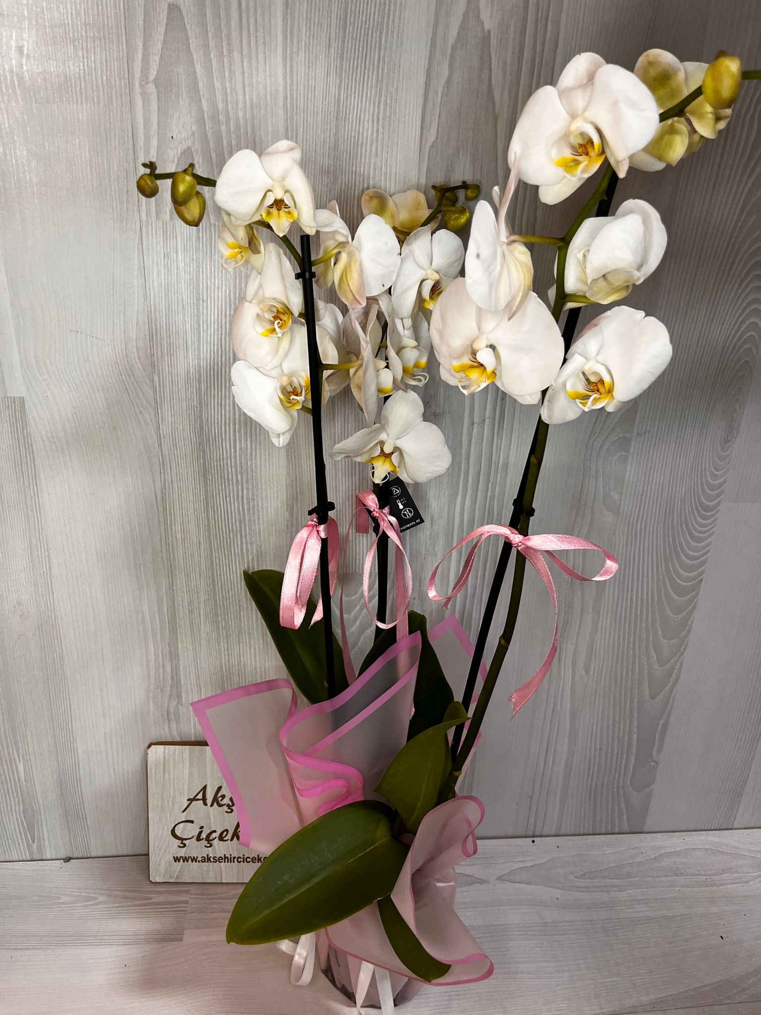 3 Dallı Beyaz Orkide (like Marka)