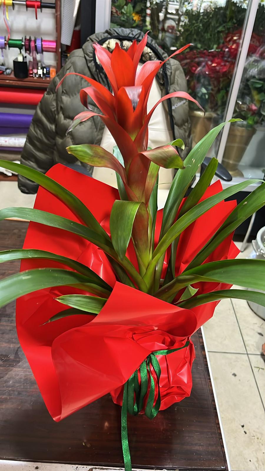 Guzmania